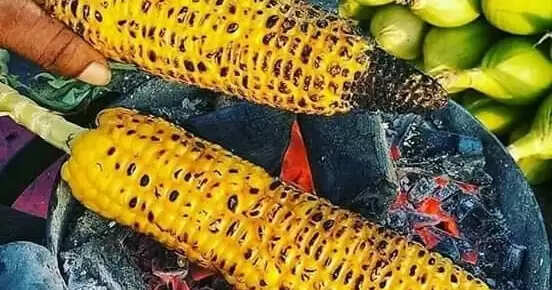 मकई के स्वास्थ्य लाभ: जानें रोजाना भुट्टा खाने के फायदे