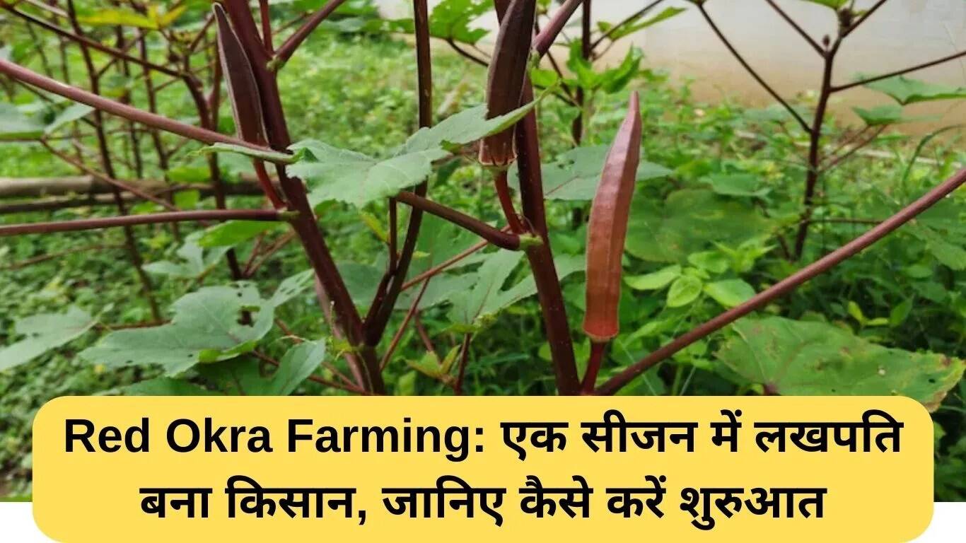 लाल भिंडी की खेती: एक किसान ने एक ही सीजन में बनाई लाखों की संपत्ति