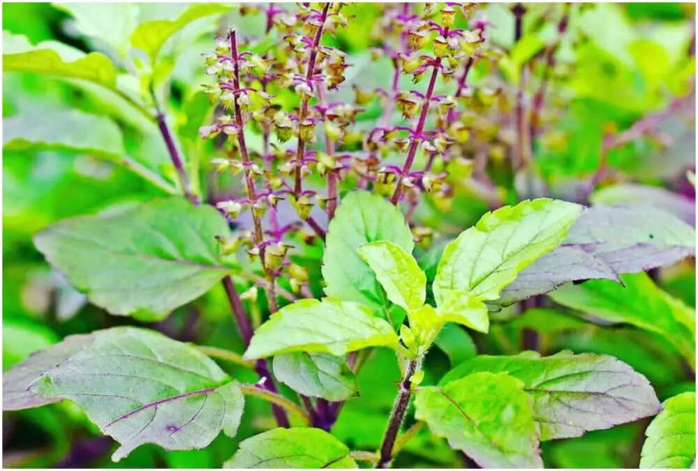 तुलसी के स्वास्थ्य लाभ: यूरिक एसिड और जोड़ों के दर्द में राहत
