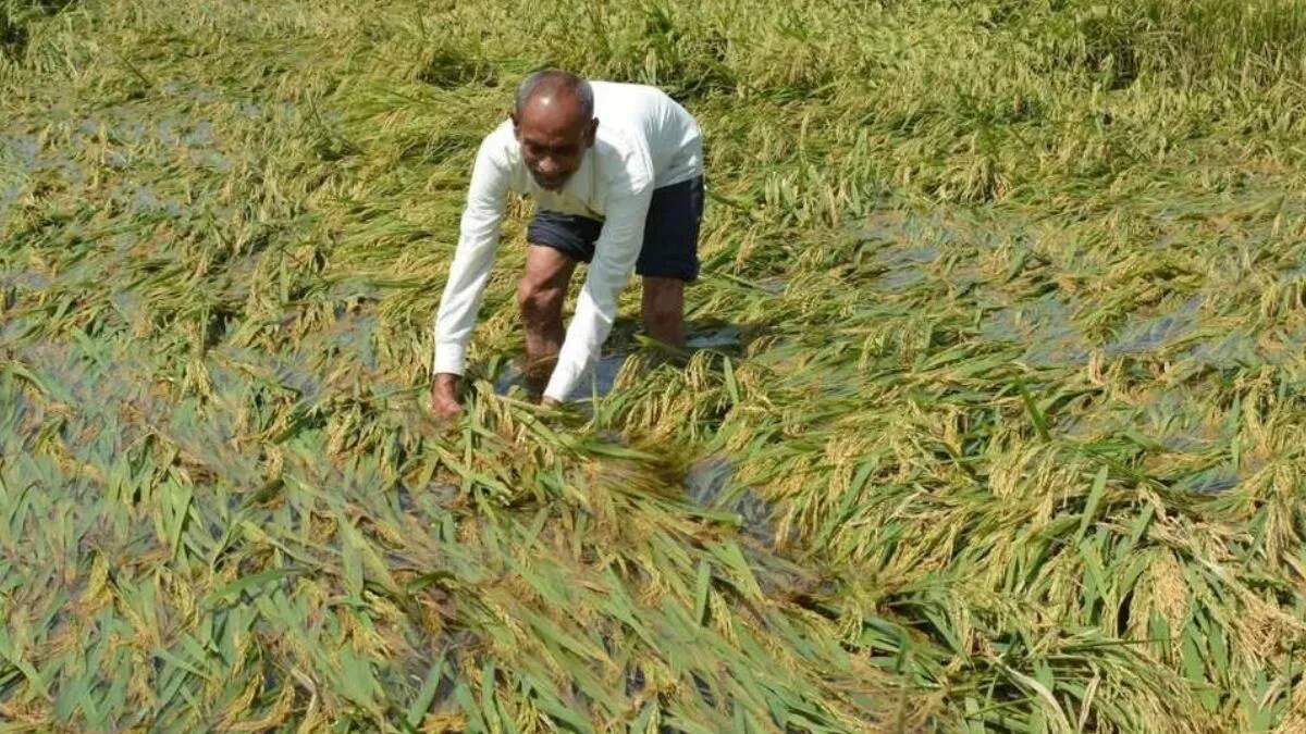 यमुनानगर में बाढ़ से प्रभावित किसानों का मुआवजे का इंतजार जारी