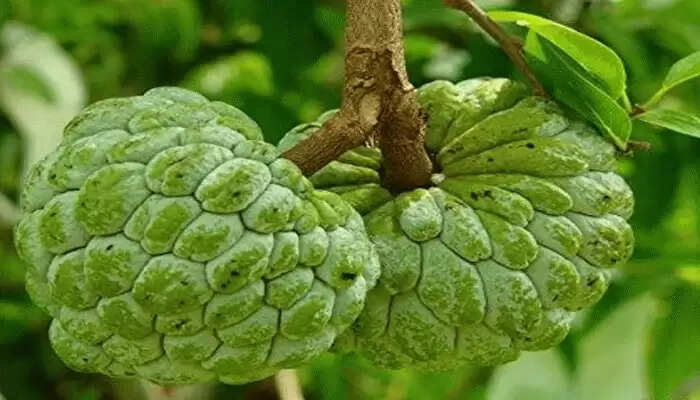 सीताफल के स्वास्थ्य लाभ: जानें इसके औषधीय गुण