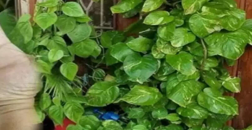 वास्तु उपाय: मनी प्लांट से धन और सौभाग्य की प्राप्ति