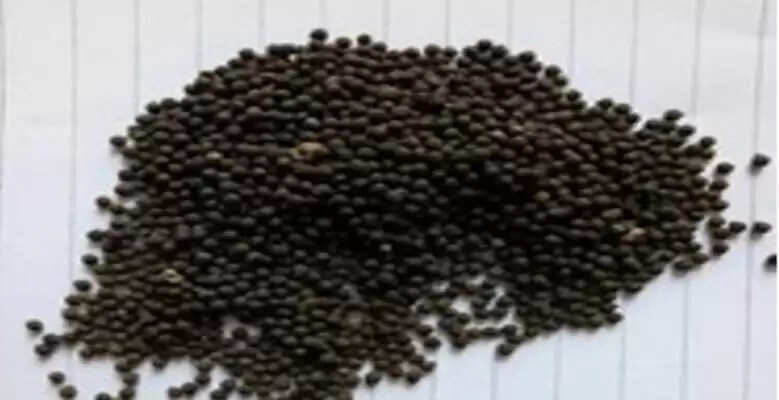 सत्यानाशी के बीज: जानें इसके खतरनाक प्रभाव और औषधीय गुण