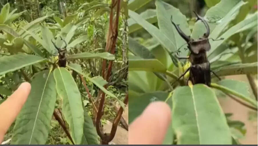 सिक्किम में एक युवक ने खोजा दुर्लभ स्टैग बीटल, कीमत जानकर रह गया दंग