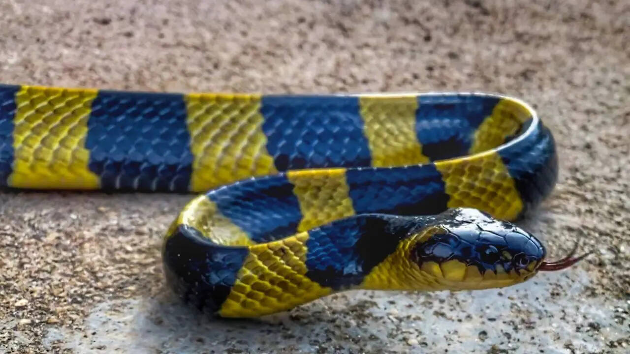 IFS अधिकारी का वीडियो: बैंडेड करैत सांप की रात की खोज