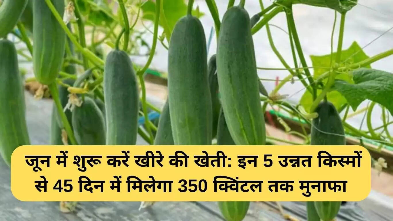 खीरे की खेती: जून में शुरू करें, 350 क्विंटल तक मुनाफा