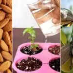 किचन गार्डन में बादाम की खेती: जानें कैसे करें शुरुआत