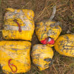 अमृतसर में 100 करोड़ की हेरोइन के साथ चार तस्कर गिरफ्तार