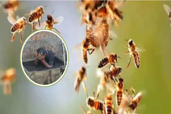 मधुमक्खियों के हमले से युवक की जान बचाने की कोशिश, बैतूल में मची अफरा-तफरी