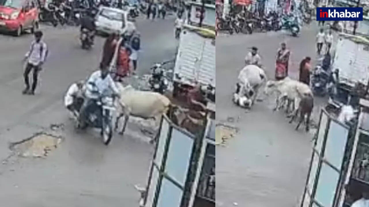 नासिक में आवारा गाय के हमले से एक व्यक्ति की मौत, दूसरा घायल