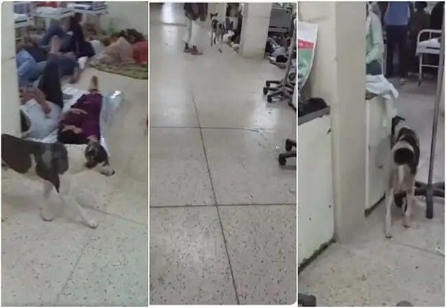 गोरखपुर के BRD मेडिकल कॉलेज में कुत्ते की मौजूदगी से मचा हड़कंप