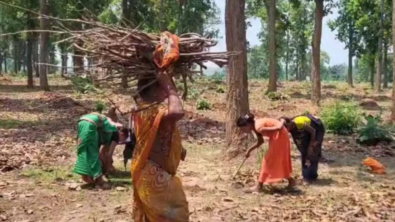 छत्तीसगढ़ में बेशकीमती पूटु मशरूम की बढ़ती मांग और कीमतें