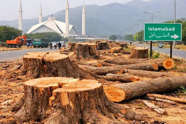 इस्लामाबाद में 29,000 से अधिक पेड़ काटने पर हंगामा