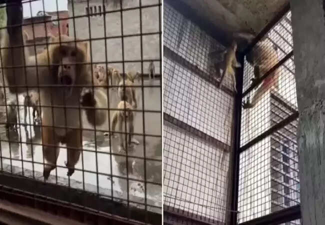 बंदरों के समूह ने बचाई अपने साथी की जान, वायरल हुआ वीडियो