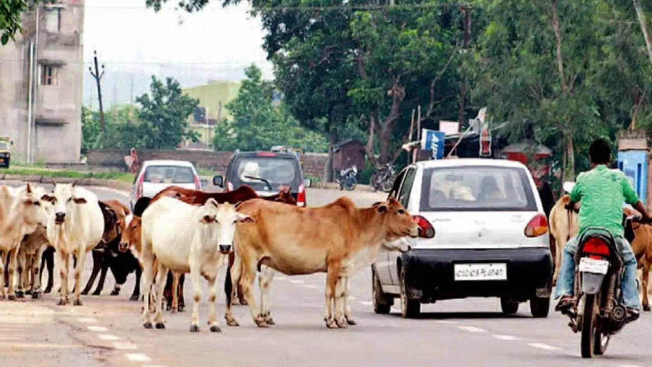 पंजाब में बेसहारा पशुओं के प्रबंधन के लिए नई पहल