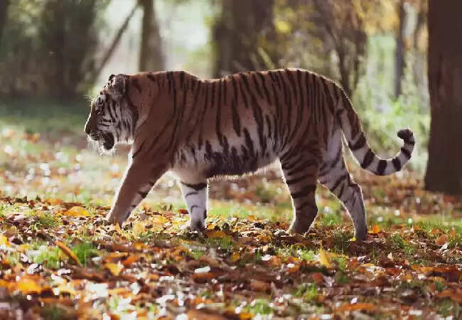 उत्तर कोरिया में बाघ, भालू और उदबिलाव का शिकार: भूख की मजबूरी