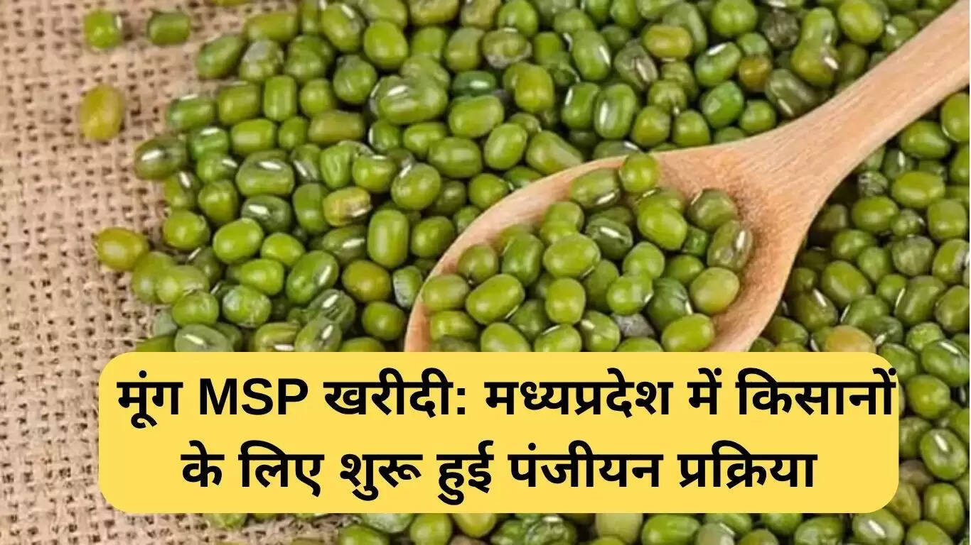 मध्यप्रदेश में मूंग MSP खरीद के लिए पंजीकरण प्रक्रिया शुरू