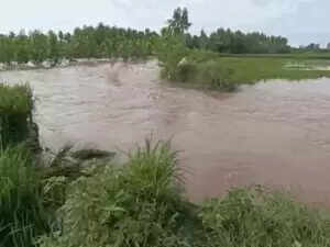 हरियाणा में बाढ़ की स्थिति: घग्घर और मारकंडा नदी का जलस्तर खतरनाक स्तर से ऊपर