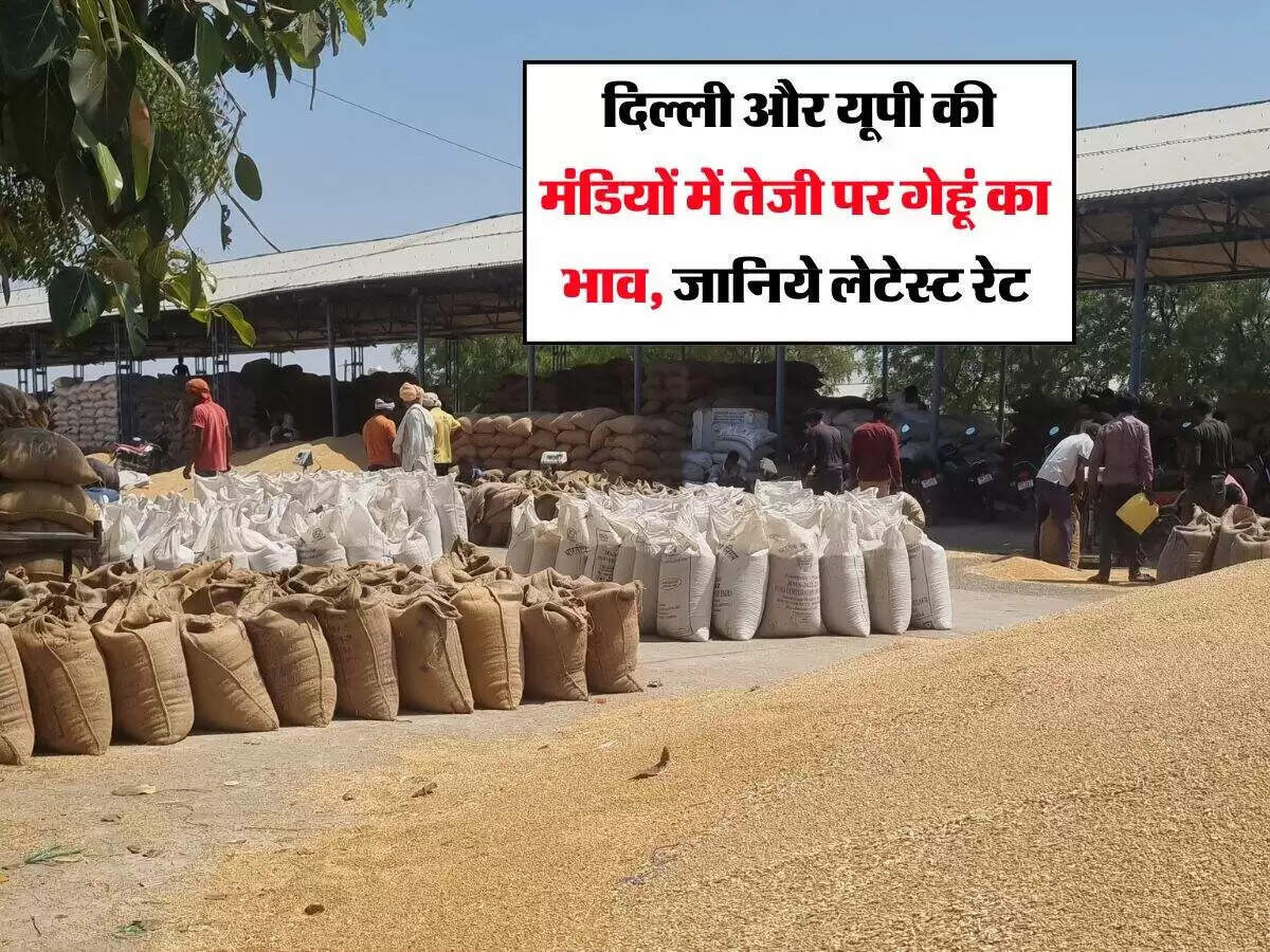 गेहूं के दामों में तेजी: मंडियों में रिकॉर्ड स्तर पर पहुंचा भाव