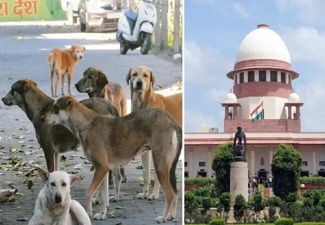 सुप्रीम कोर्ट का आदेश: आवारा कुत्तों को सार्वजनिक स्थलों से हटाने का निर्देश