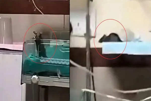 इंदौर के अस्पताल में चूहों की लापरवाही से नवजातों को हुआ नुकसान