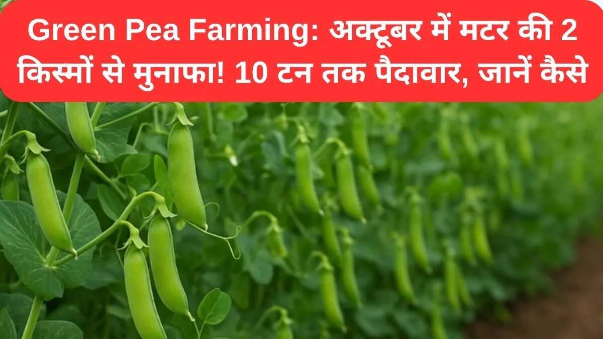 मटर की खेती के लिए बेहतरीन किस्में: पूसा श्री और पूसा प्रबल