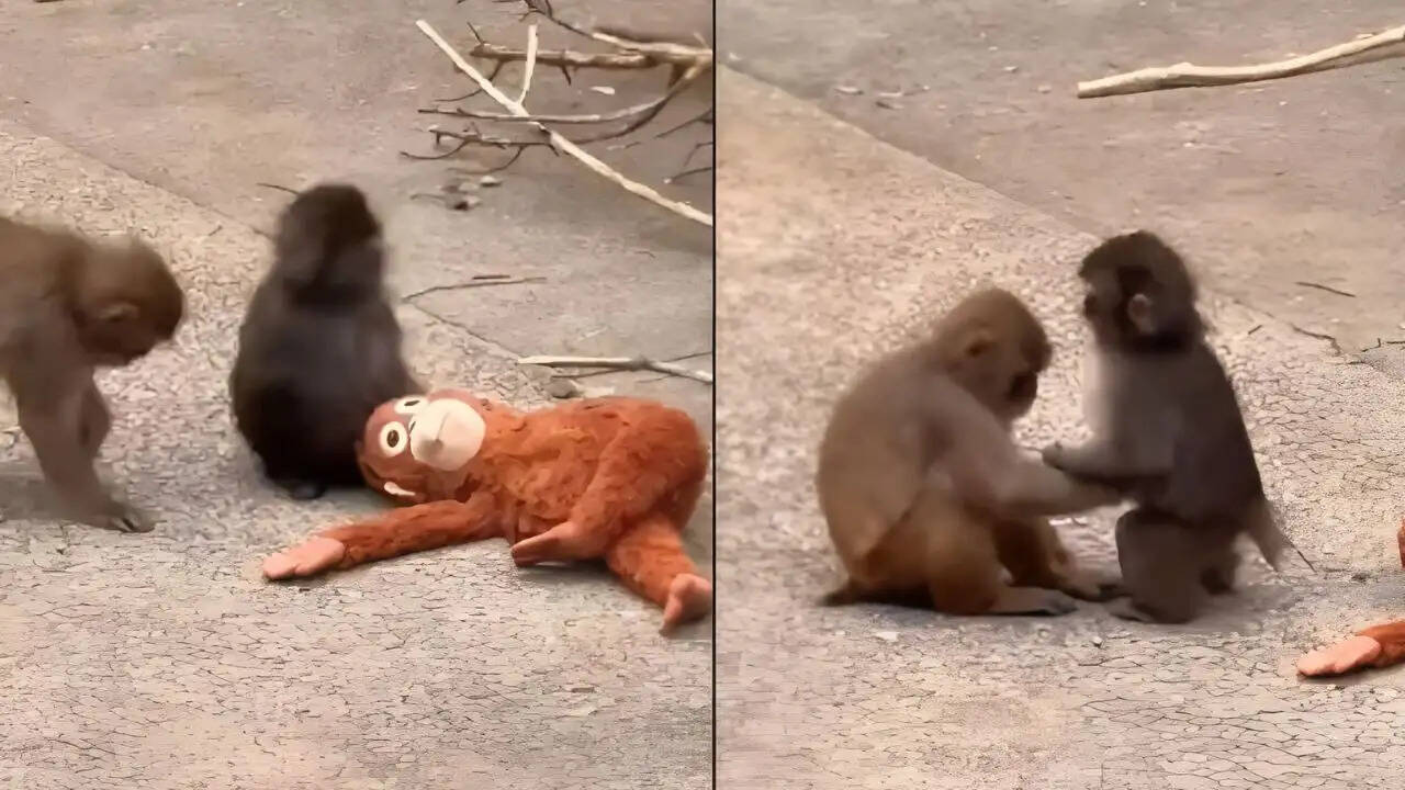 पंच और मोमो-चान: मैकाक बंदरों की नई दोस्ती की कहानी