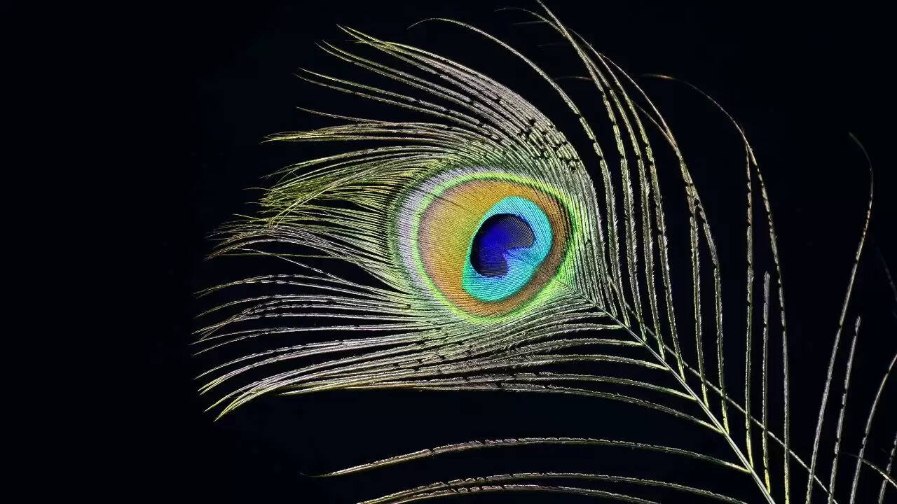 मोर पंख: बुद्धि और सकारात्मकता का प्रतीक