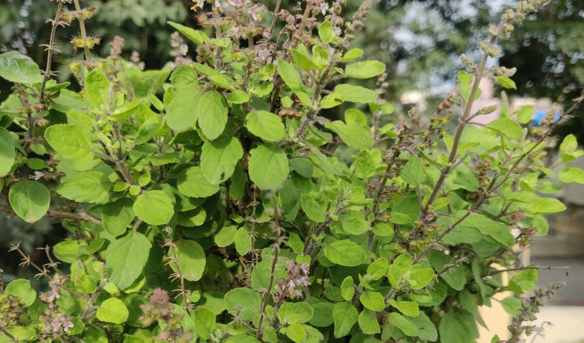 तुलसी मां की पूजा: सनातन धर्म में महत्व और विधि