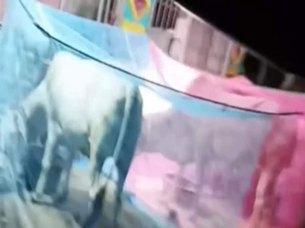 किसान ने गायों की सुरक्षा के लिए लगाई मच्छरदानी, बना इंसानियत का प्रतीक
