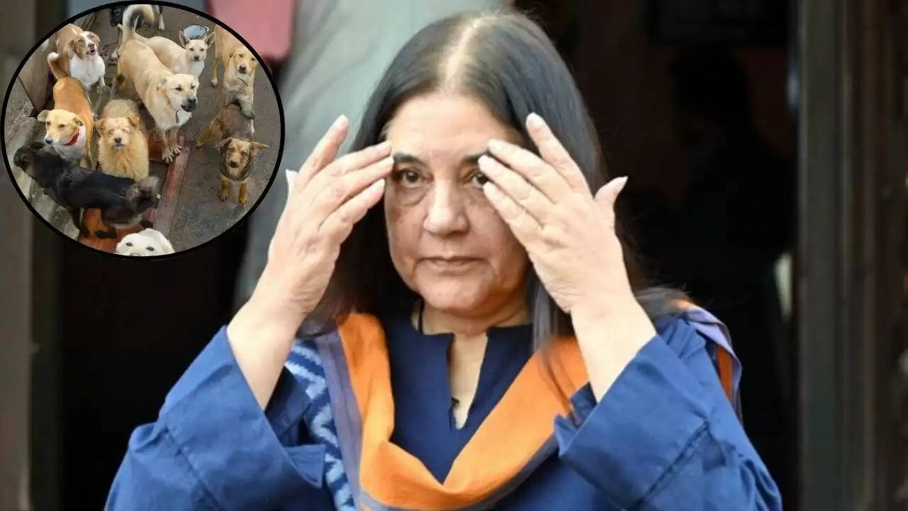 मेनका गांधी ने सुप्रीम कोर्ट के आदेश पर उठाए सवाल, आवारा कुत्तों के हटाने को बताया अव्यावहारिक