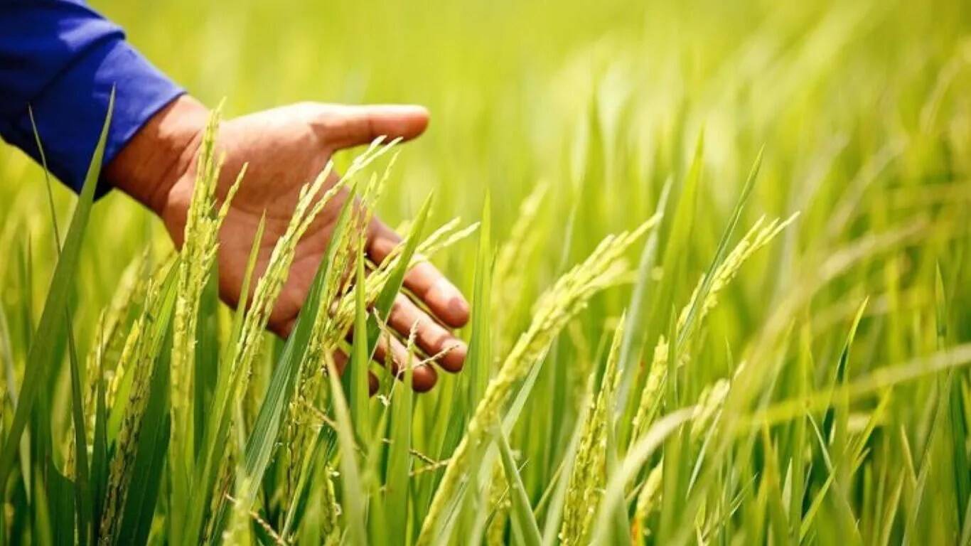 धान और गन्ने की फसल में रोगों से बचाव के उपाय