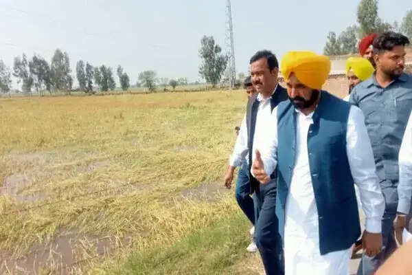 पंजाब में किसानों के लिए ऐतिहासिक कदम: सिंचाई के लिए 8 घंटे की निरंतर बिजली