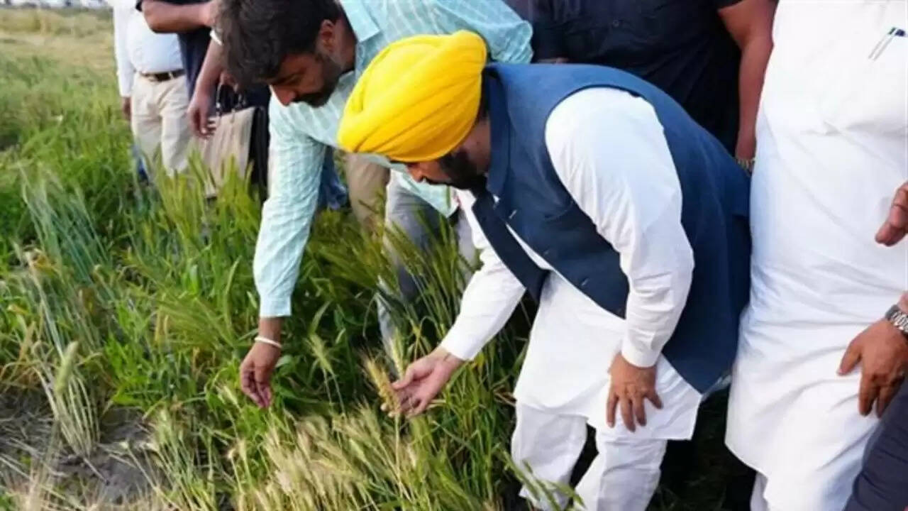 पंजाब में धान की खरीद में सरकार की सक्रियता से किसानों को मिला लाभ