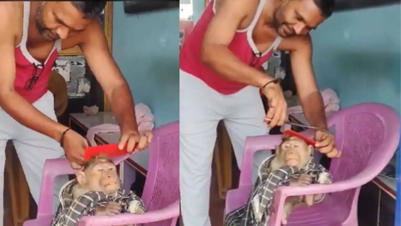 बंदर का अनोखा हेयरकट: चामराजनगर में सैलून की मजेदार घटना
