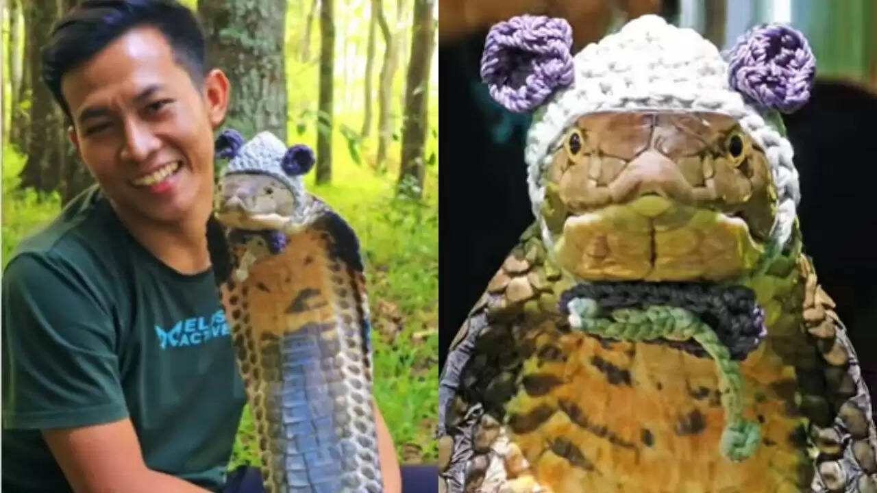 किंग कोबरा का अनोखा वीडियो: सोशल मीडिया पर बहस छिड़ी