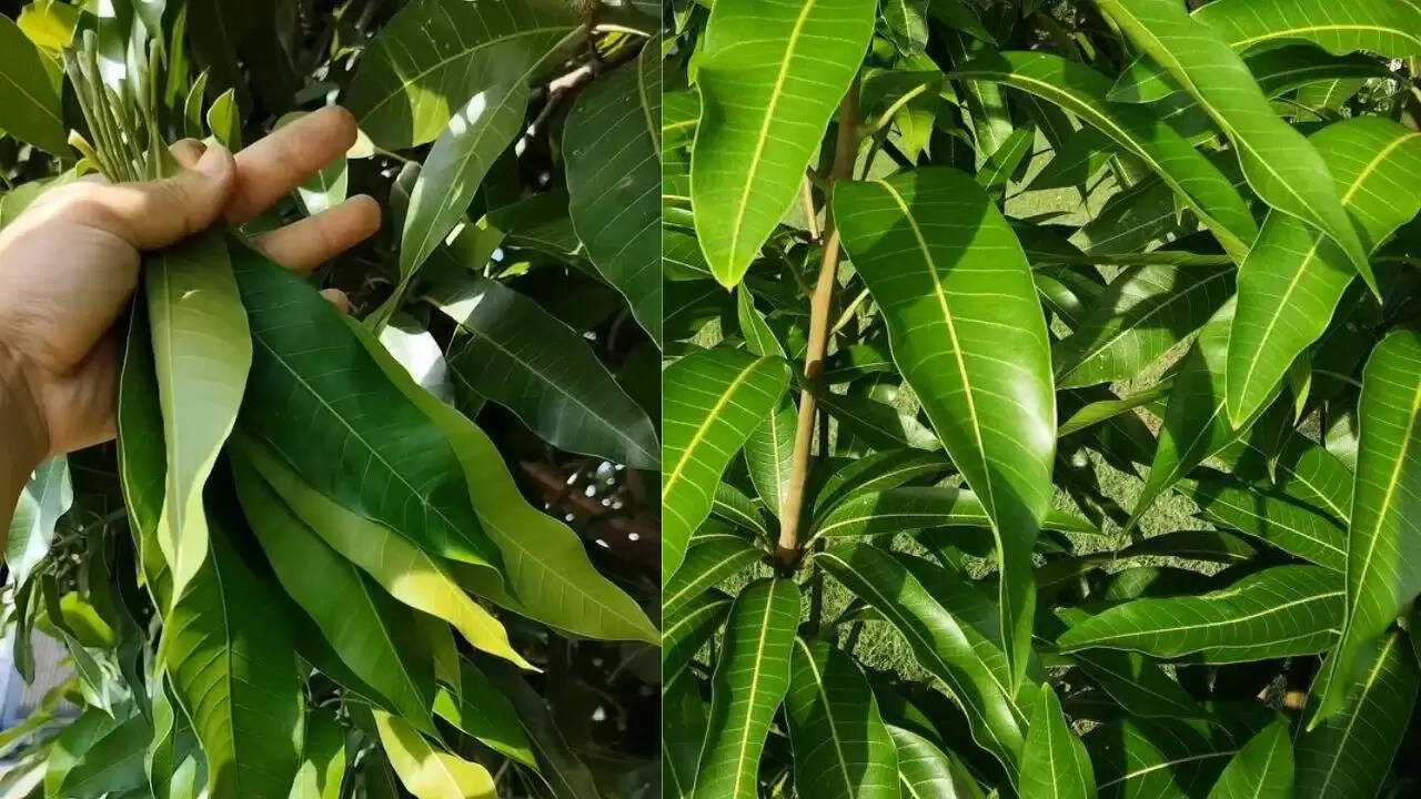 आम के पत्तों की चाय: स्वास्थ्य के लिए अद्भुत लाभ