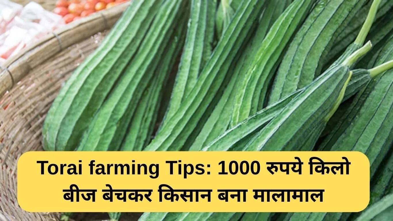तोरई की खेती से किसानों की आय में वृद्धि: मचान विधि का लाभ