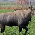 फसलों की सुरक्षा के लिए नीलगायों को दूर भगाने के प्रभावी उपाय