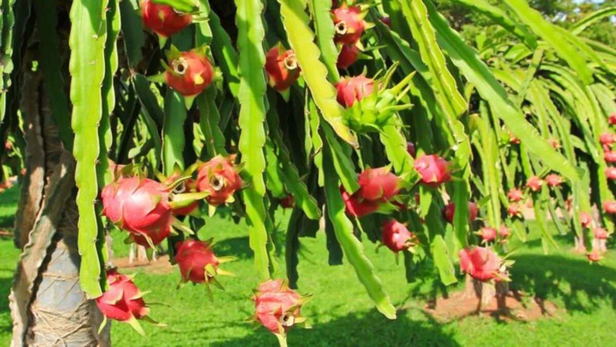 घर पर ड्रैगन फ्रूट उगाने का आसान तरीका और कमाई के अवसर