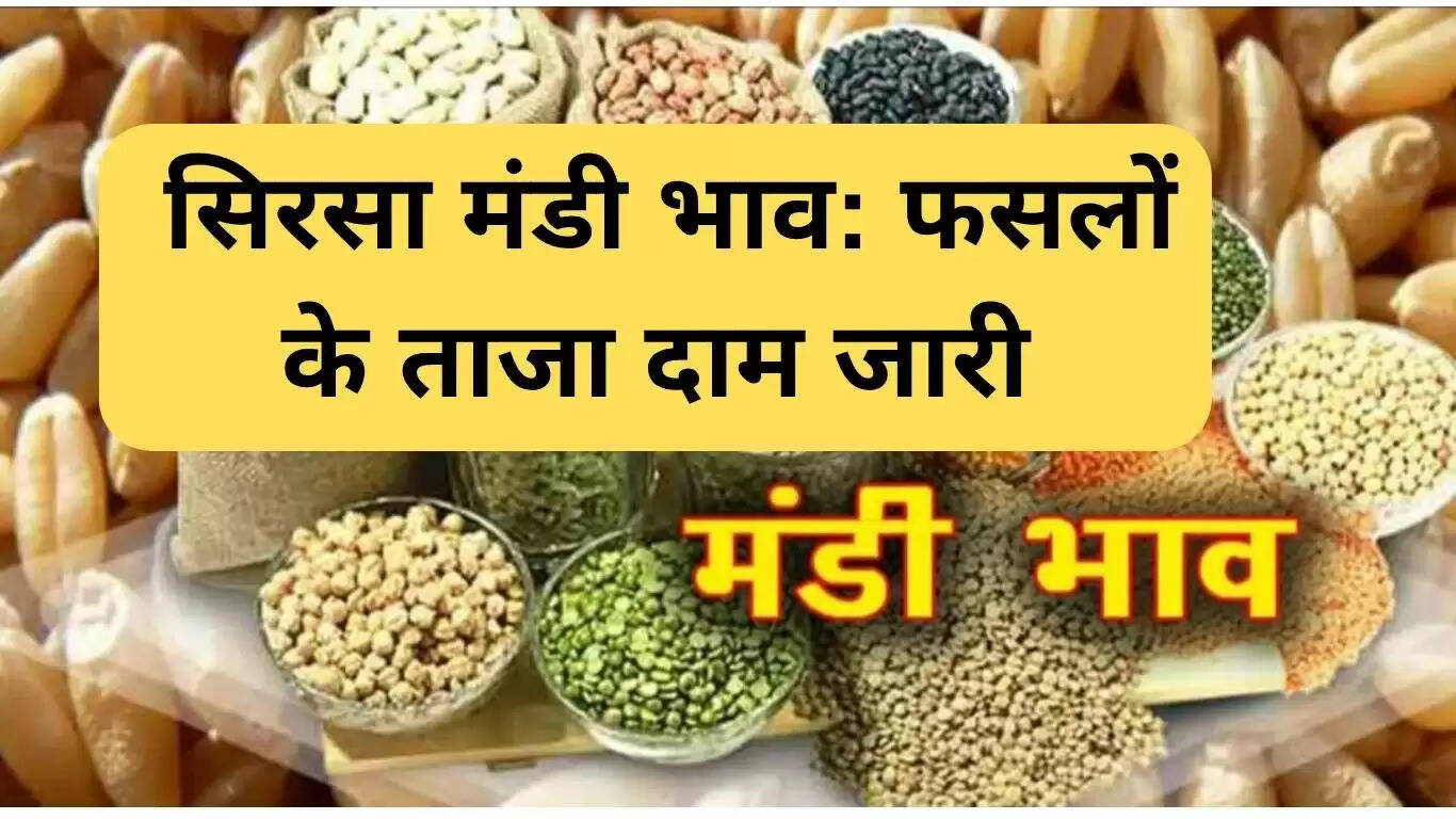 सिरसा मंडी में फसलों के ताजा दाम: 14 जून 2025 की रिपोर्ट