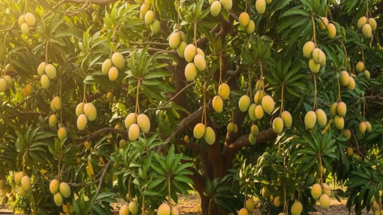 बारहमासी आम: गर्मियों की मिठास का नया अनुभव