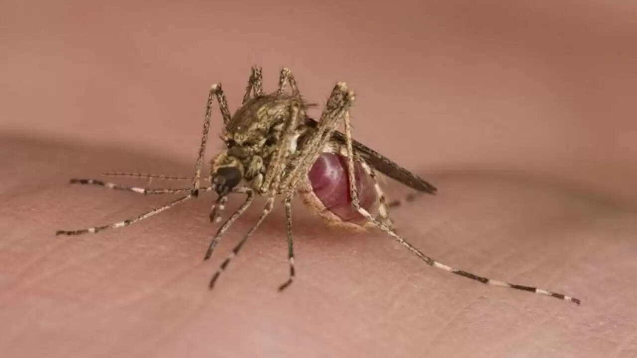मच्छर के काटने के दाग हटाने के लिए प्रभावी घरेलू उपाय