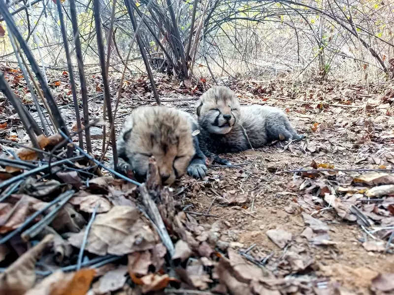 नन्हें चीतों की किलकारियों से फिर गूँजा कूनो : मुख्यमंत्री डॉ. यादव