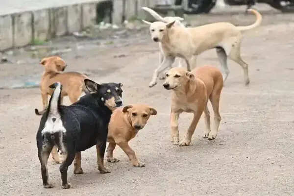 सिरसा में आवारा कुत्तों के हमले में 9 वर्षीय बच्चा गंभीर रूप से घायल