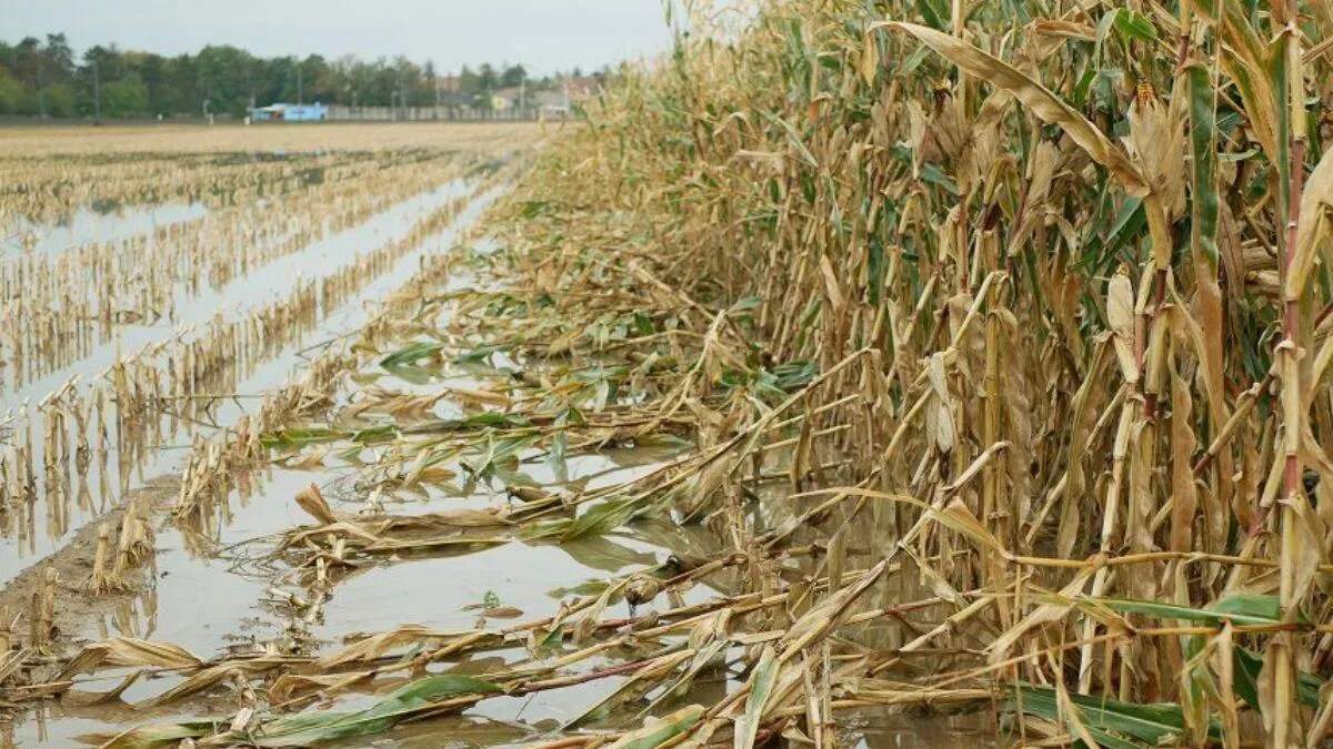 कैथल में किसानों की मुआवजे की मांग, कम पानी वाली फसलों की ओर बढ़ रहे हैं