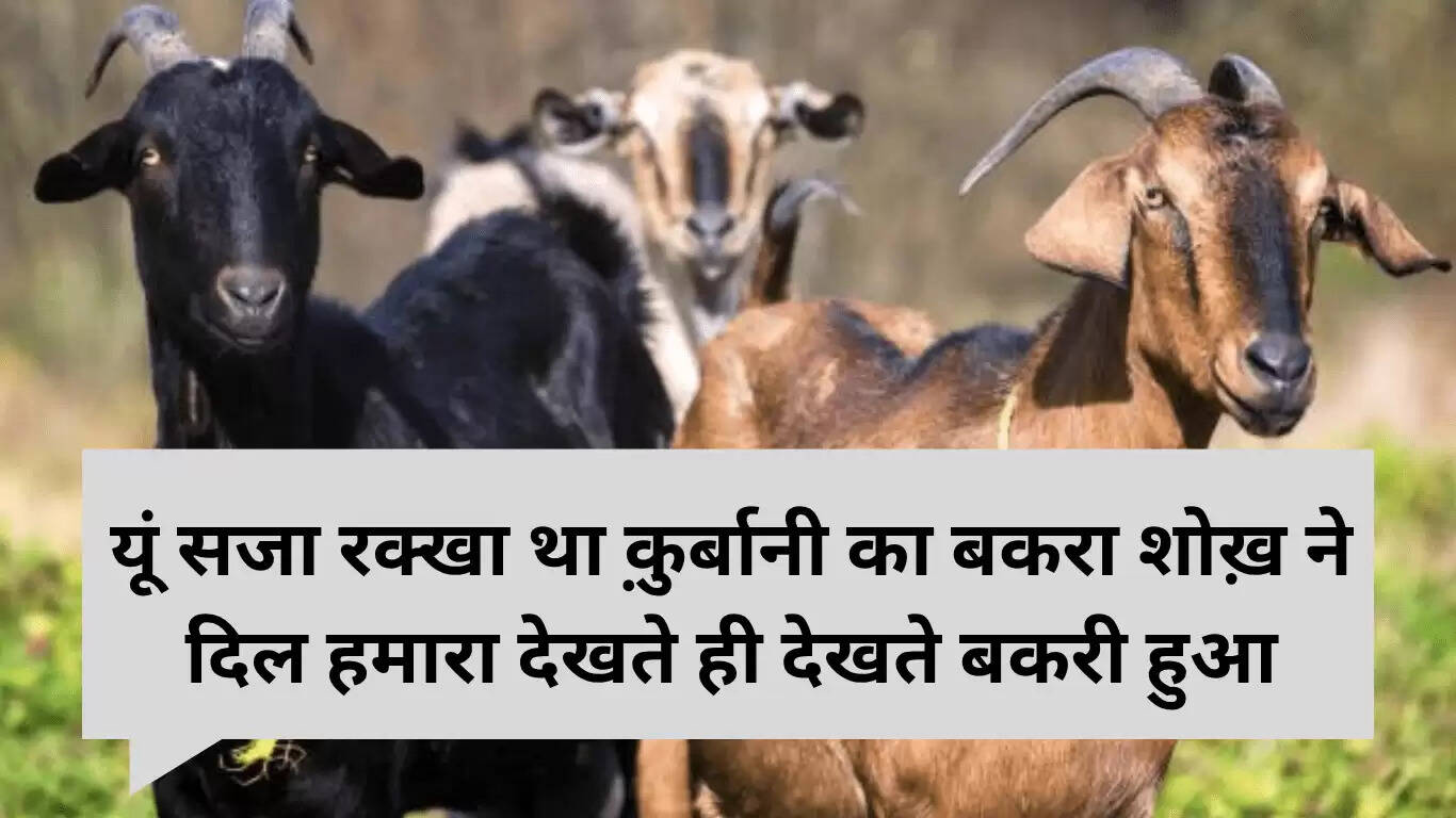 बकरीद 2025 पर बकरे पर शायरी: उर्दू साहित्य की अनमोल रचनाएँ