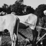 पंडित नेहरू का योगदान: भारत के किसानों और गांवों की कहानी