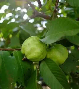 झुर्रियों से छुटकारा पाने के लिए घरेलू उपाय