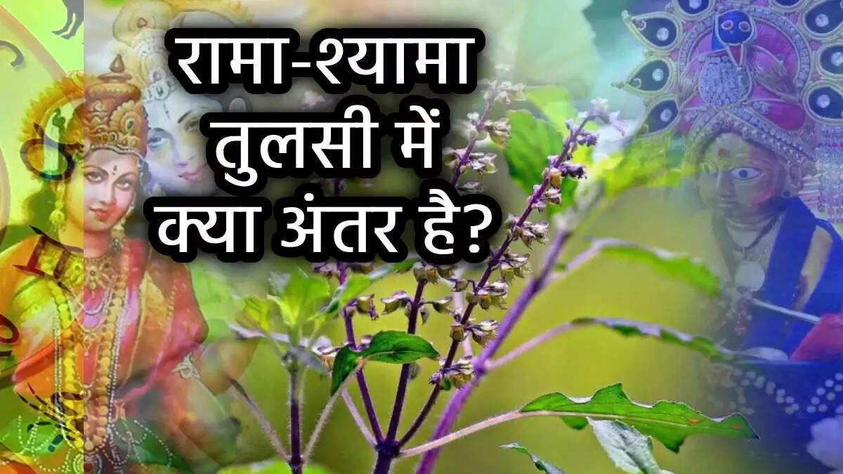 तुलसी: हर हिंदू घर की अनिवार्यता और रामा-श्यामा तुलसी के लाभ